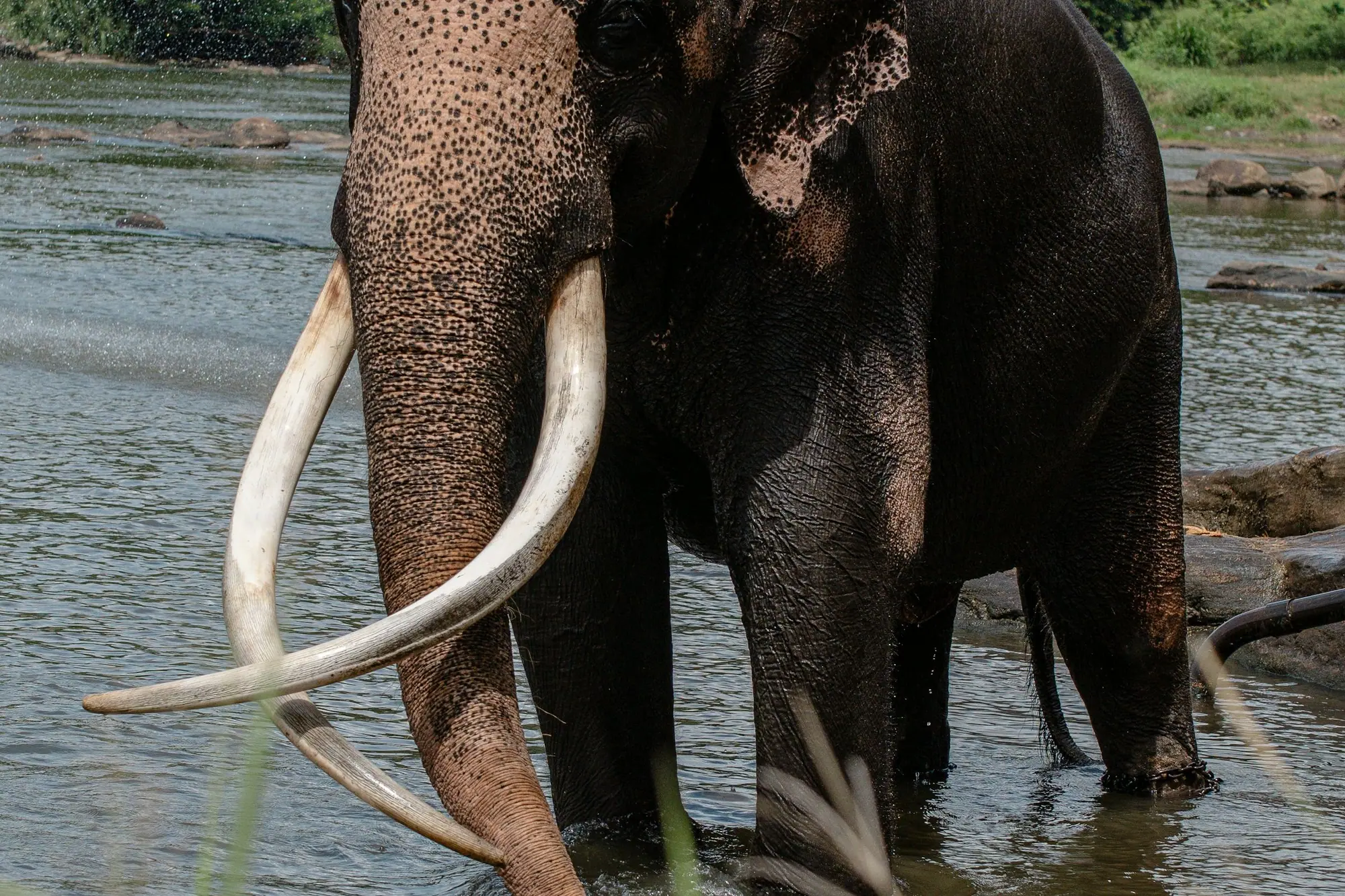 An elephant bathing in the river at Rambukkana, near Pinnawala