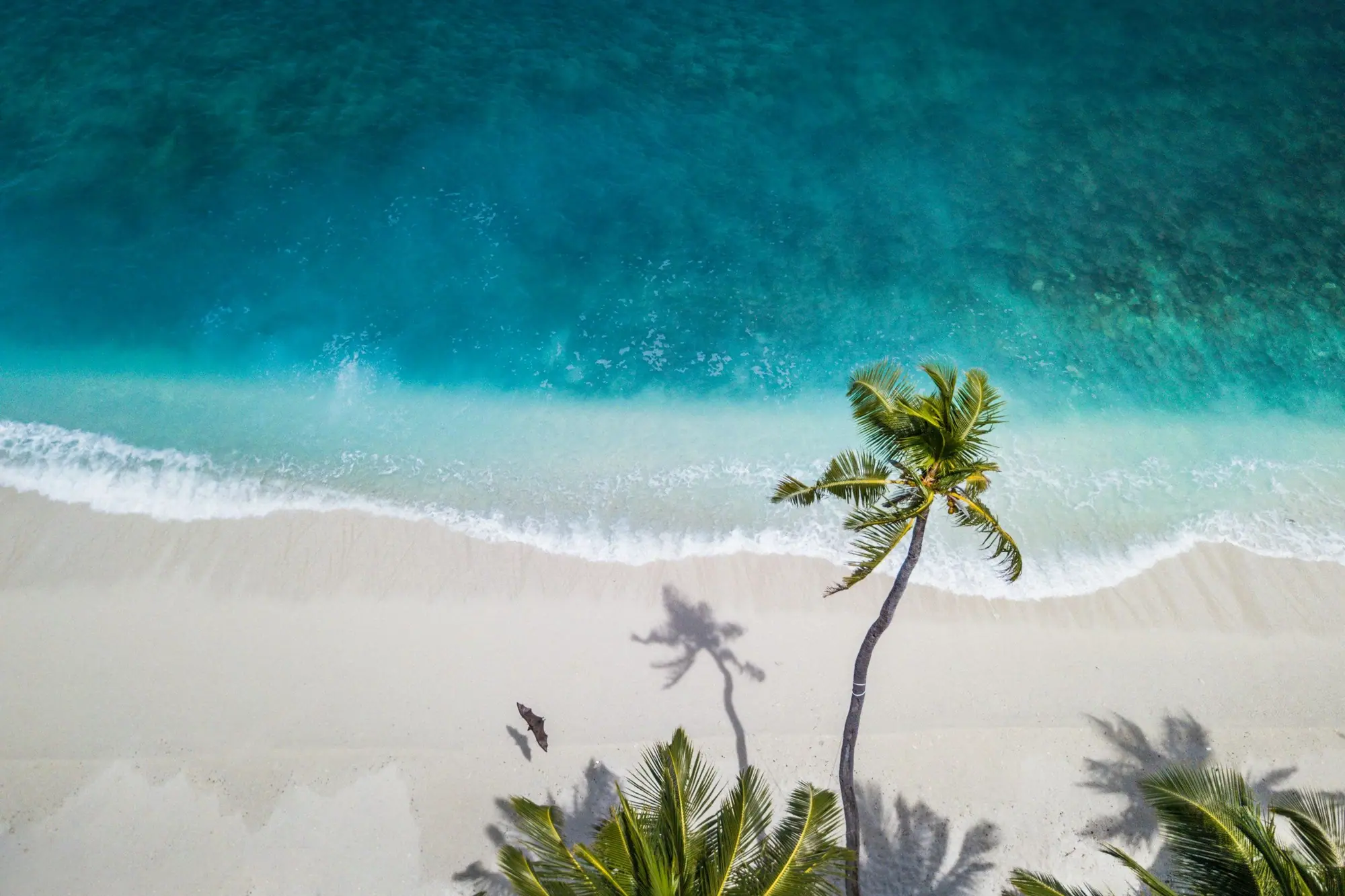 Palm trees on a white sand beach in the Maldives